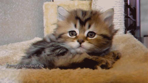685c4789d9e0.gif