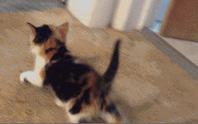 6ce9ff3b2734.gif