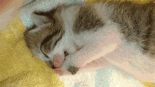 6f08e86d52d8.gif