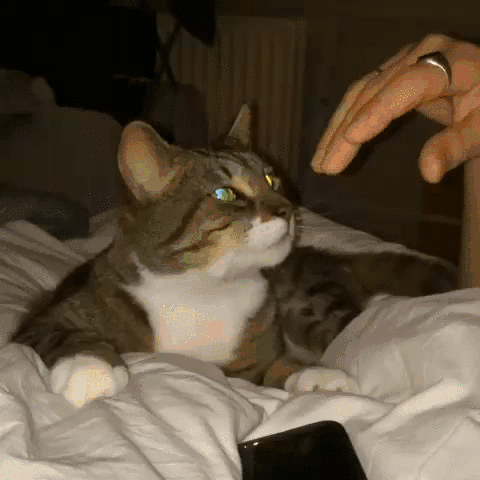 7e99ef185259.gif