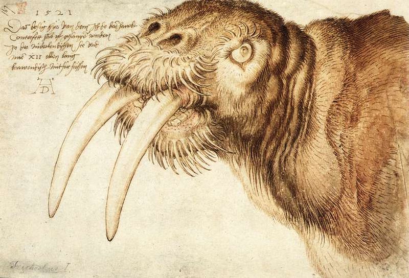 800px-Albrecht_D%C3%BCrer_-_Walrus_-_WGA07101.jpg.jpeg