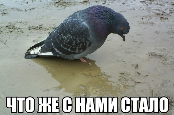 -------959387.jpg.jpeg