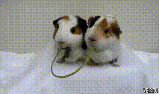 a4ad586b5967.gif