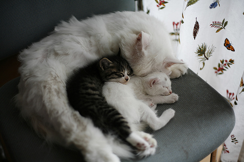 adorable-beautiful-black-black-and-white-cat-Favim.com-301382.jpg.jpeg