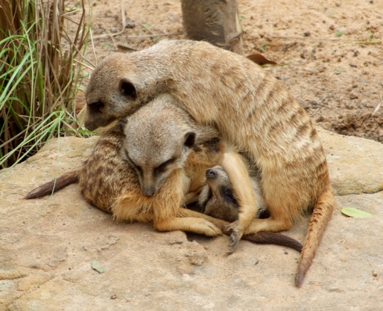 animal_photos_smile%20(6).jpg.jpeg