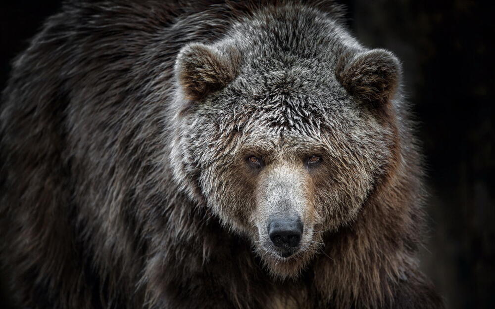 animals-bear-33171.jpg.jpeg