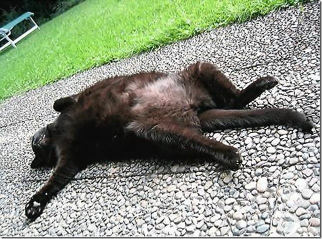 animals_sleep27_3.jpg.jpeg