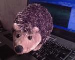 Hedgehog-fifteen