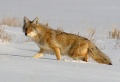 Ryzhij_Coyote