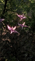 Nightshade