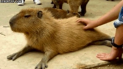 b58ec2792694b0655d19d514f9becc2e.gif