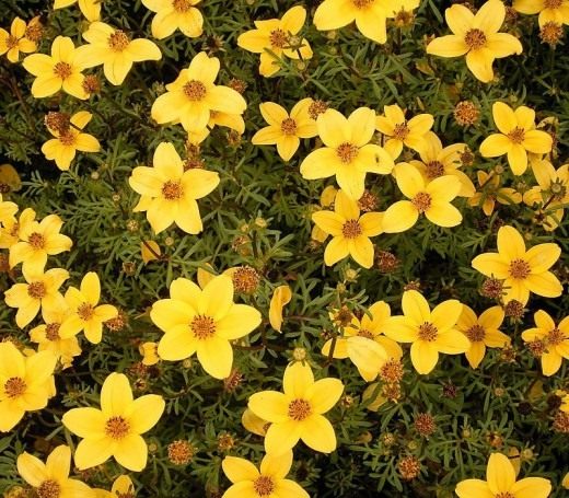 Bidens-ferulifolia-520x455.jpg.jpeg