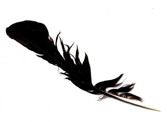 blackfeather.jpg.jpeg