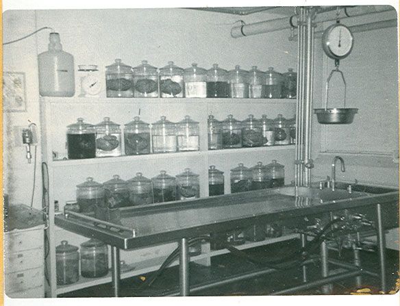 c9b9a2d3a783fe2f022d5c860ecd6057--medical-history-the-history.jpg.jpeg