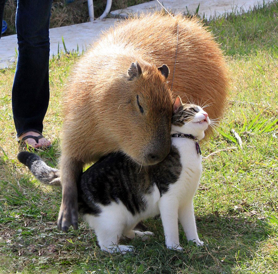 capybaras-2.jpg.jpeg