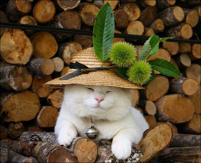 cat-shiro-01.jpg.jpeg