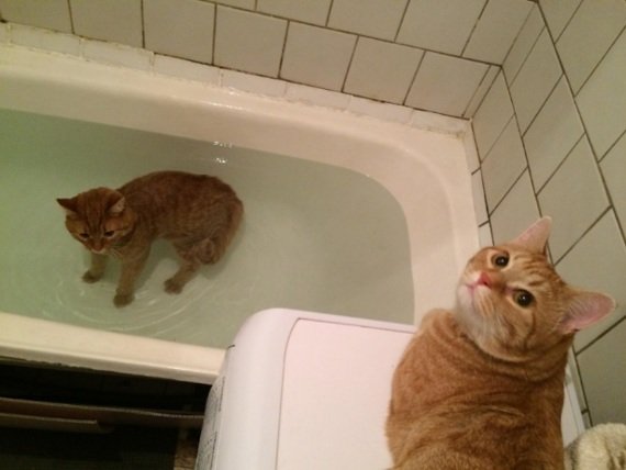 cat61.width-1280.jpg.jpeg