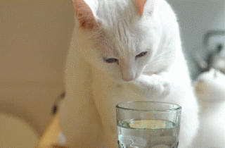 cbff72dad665.gif