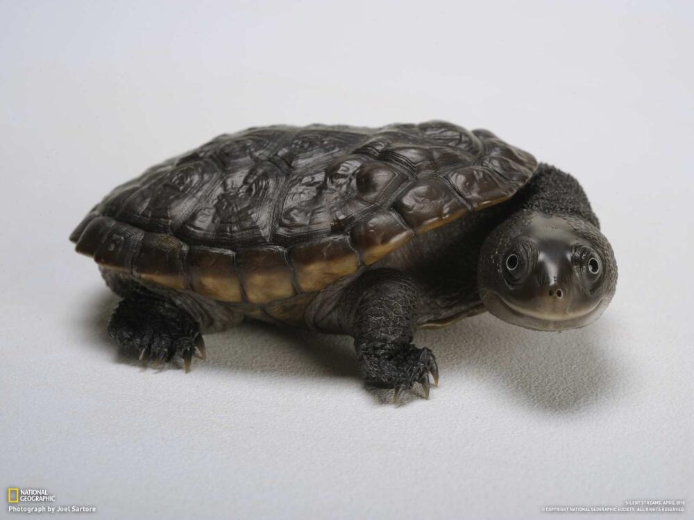 chelodina-reimanni.jpg.jpeg