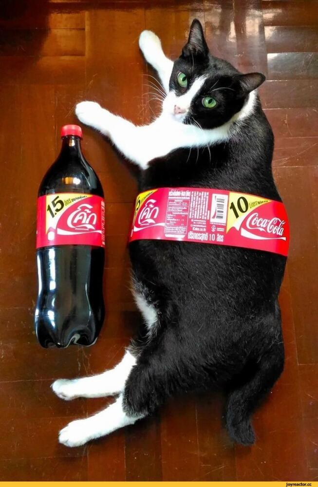 Coca-Cola-%D0%BA%D0%BE%D1%82%D1%8D-%D1%84%D0%BE%D1%82%D0%BE-10-%D0%BB%D0%B8%D1%82%D1%80%D0%BE%D0%B2-5152077.jpeg
