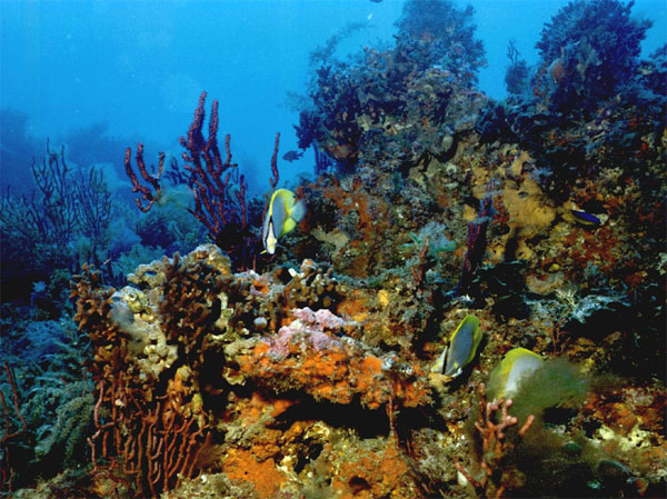 coral_reef_600.jpg.jpeg