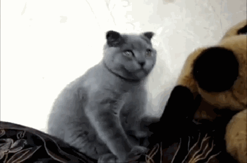 d1df1f8479b4e772cef3e961c32088a5.gif
