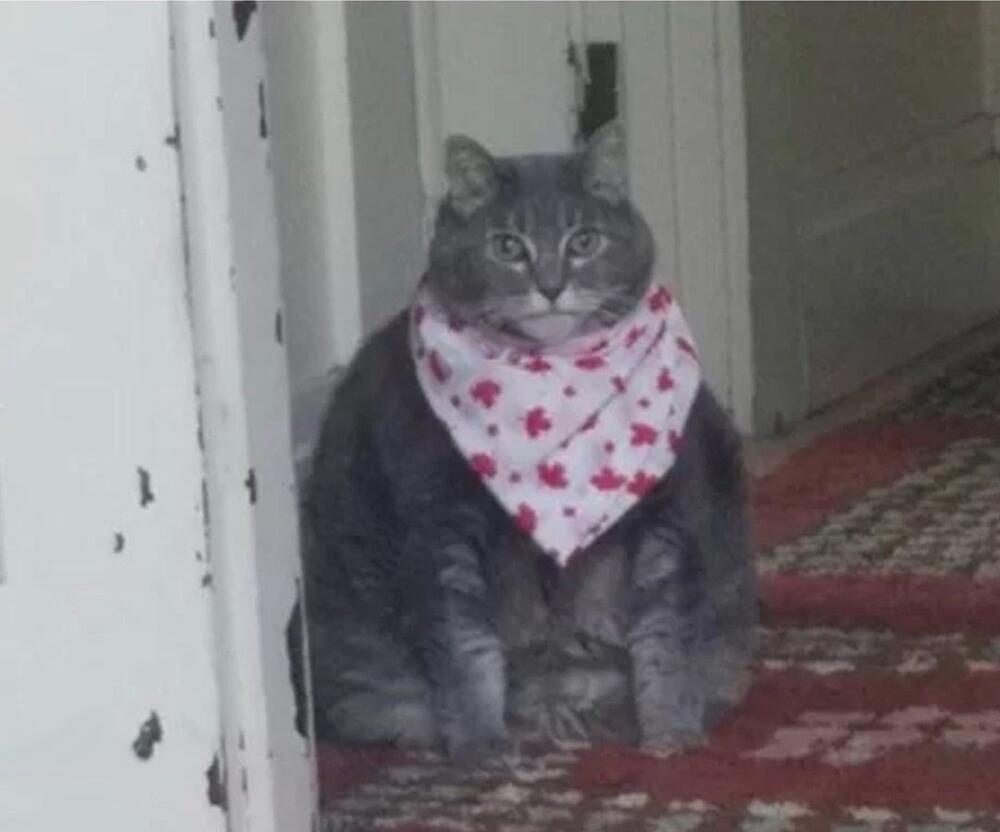 Dbyct2-WsAAqotc.jpg.jpeg