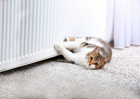 depositphotos_138224528-stock-photo-cute-cat-lying.jpg.jpeg