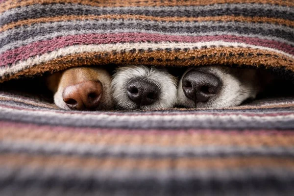 depositphotos_177737724-stock-photo-dogs-under-blanket-together.webp