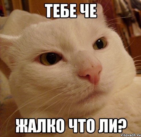derzkij-kote_60534667_orig_.jpg.jpeg