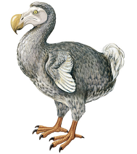 Dodo.jpg.jpeg