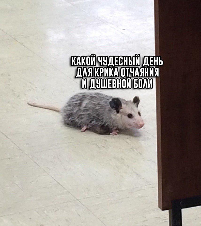 DzIf7VbXQAEE4lg.jpg.jpeg