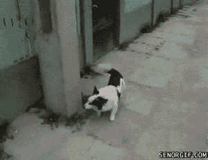 e7f3ec79916a.gif