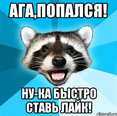 enot-kalamburist_26377608_orig_.jpg.jpeg