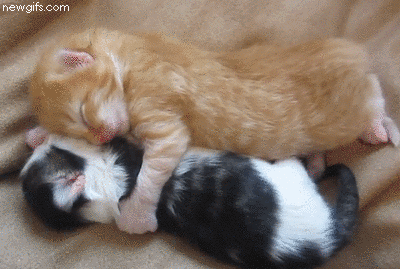 f4351181668f.gif