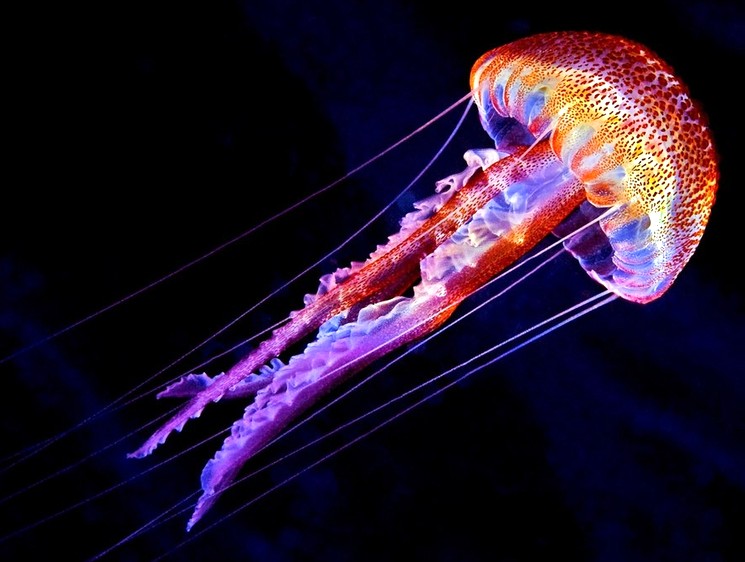 fakty-o-meduzakh-01.jpg.jpeg