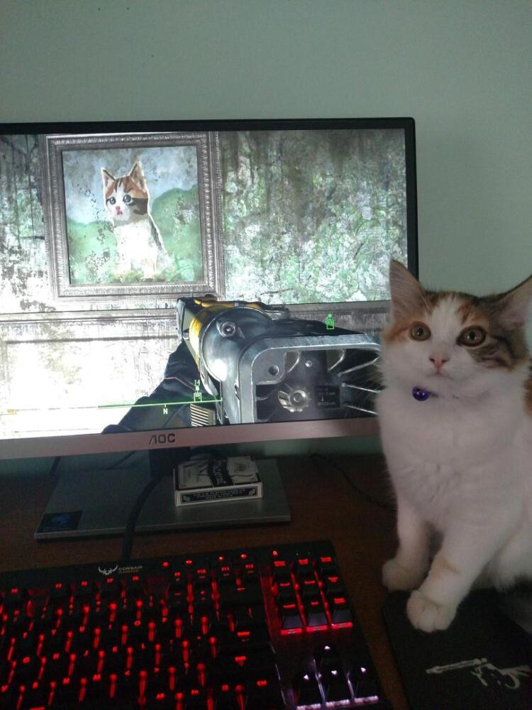 Fallout-%D1%84%D1%8D%D0%BD%D0%B4%D0%BE%D0%BC%D1%8B-Fallout-4-%D0%BA%D0%BE%D1%82%D1%8D-2588273.jpeg