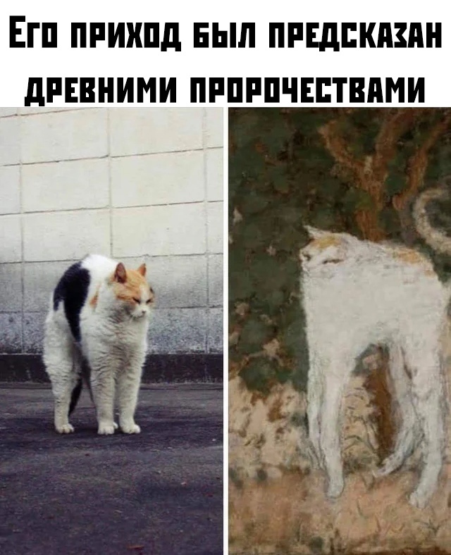 %D1%84%D1%80%D0%B5%D1%81%D0%BA%D0%B0-%D0%BA%D0%BE%D1%82%D1%8D-5420469.jpg.jpeg