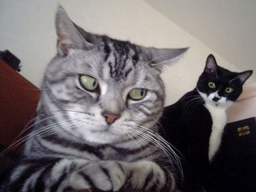 funny-cats-9-10.jpg.jpeg