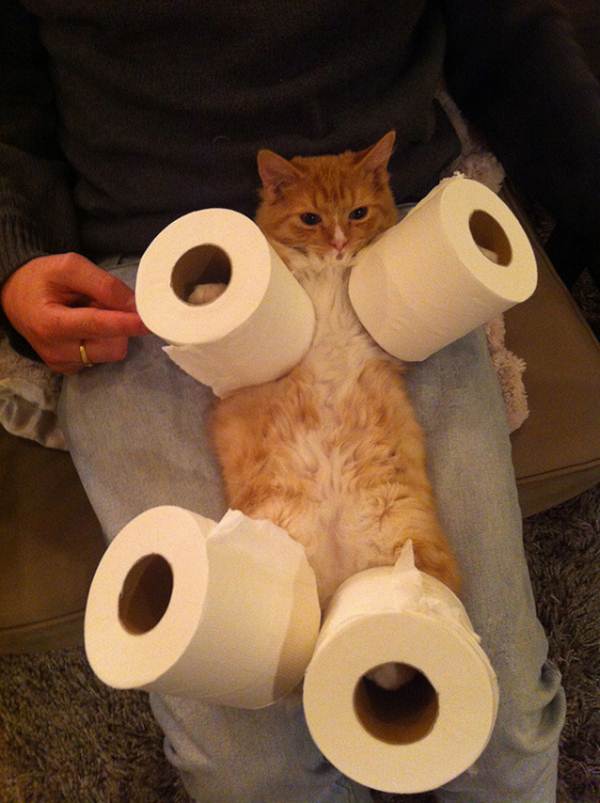 funny-cats-pics-068-007.jpg.jpeg
