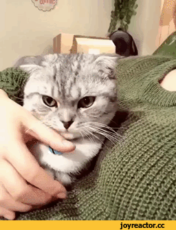 %D0%B3%D0%B8%D1%84%D0%BA%D0%B0-%D0%BA%D0%BE%D1%82%D1%8D-4819336.gif