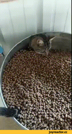 %D0%B3%D0%B8%D1%84%D0%BA%D0%B0-%D0%BA%D0%BE%D1%82%D1%8D-4975921.gif
