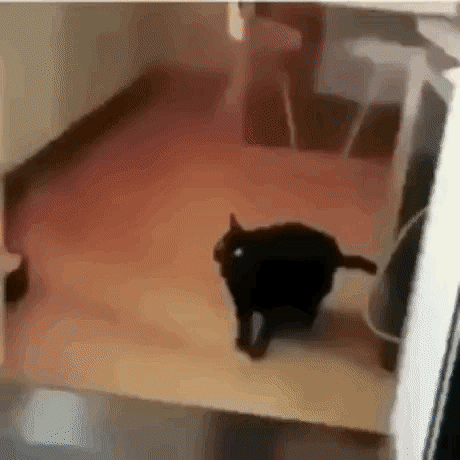 giphy.gif