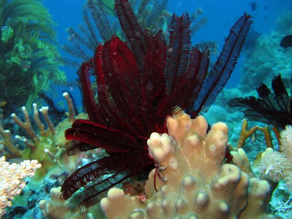 Great_Barrier_Reef_14.jpg.jpeg