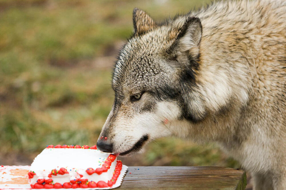 Hidden_Things_Buy_A_Wolf_A_Birthday_Cake.jpg.jpeg