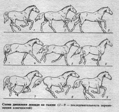 horse_21.jpg.jpeg