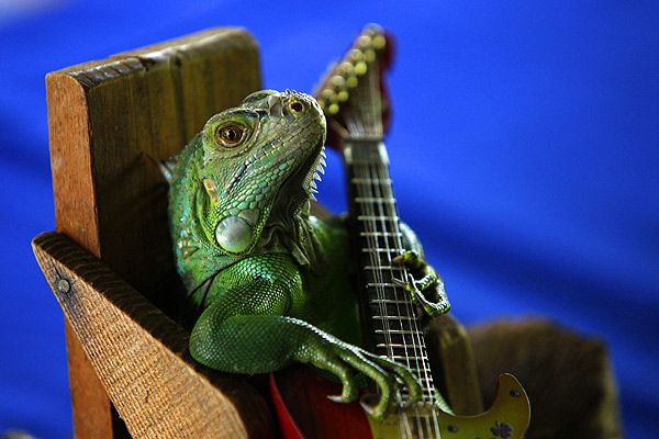 iguana.jpg.jpeg