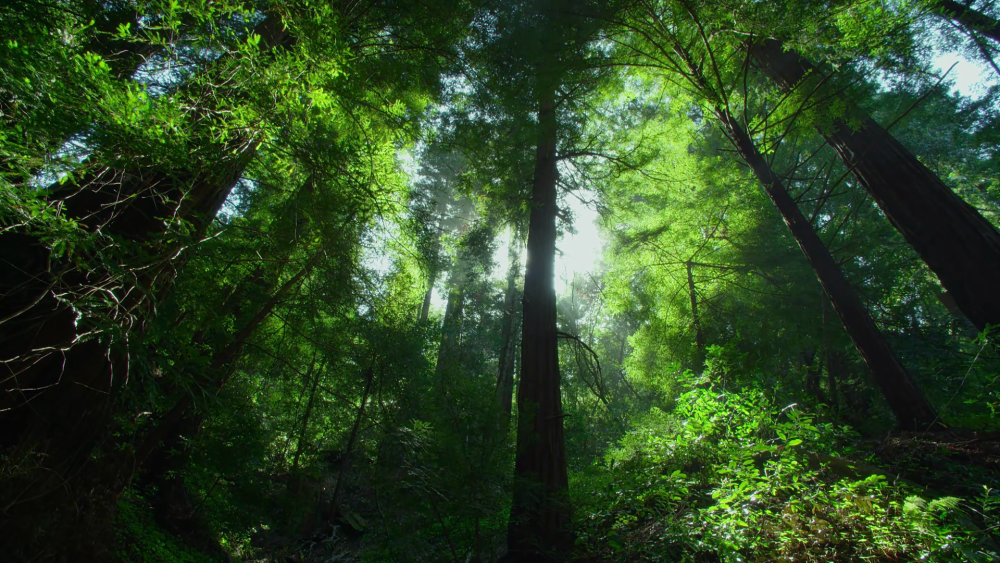 jungle-wallpaper-1.jpg.png