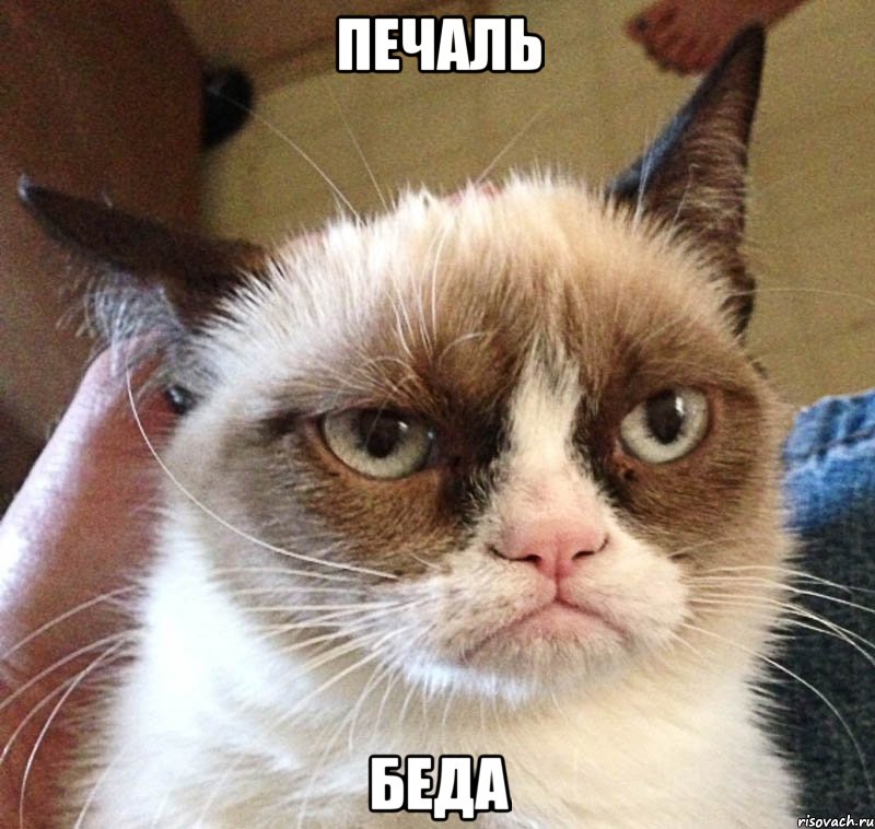 kot_13929467_orig_.jpeg