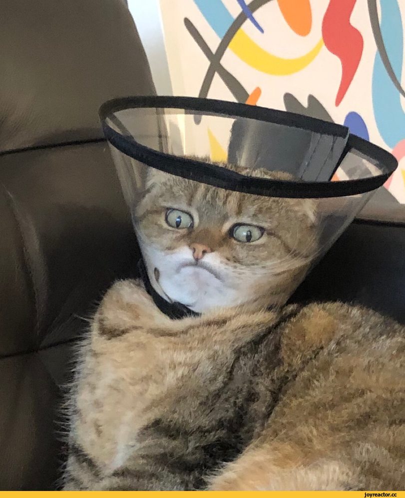 %D0%BA%D0%BE%D1%82%D1%8D-5768531.jpeg